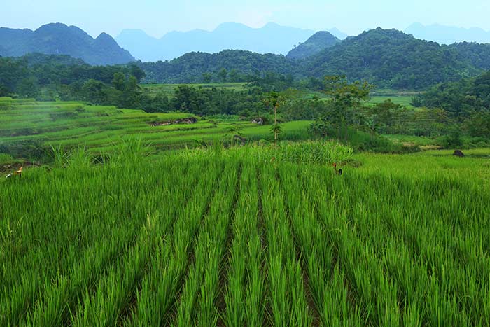 pu luong vietnam que faire en 2 ou 3 jours rizières